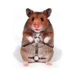 Fair Maiden's Avatar