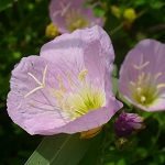 delicate_rose's Avatar